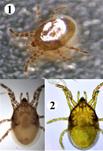 Réf. 234 456 : Neopodocinum meridionalis